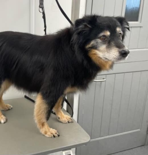 A black-and-tan collie-type dog standing on a grooming table