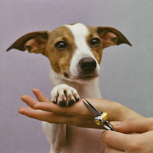 A dog's paw having its nails trimmed